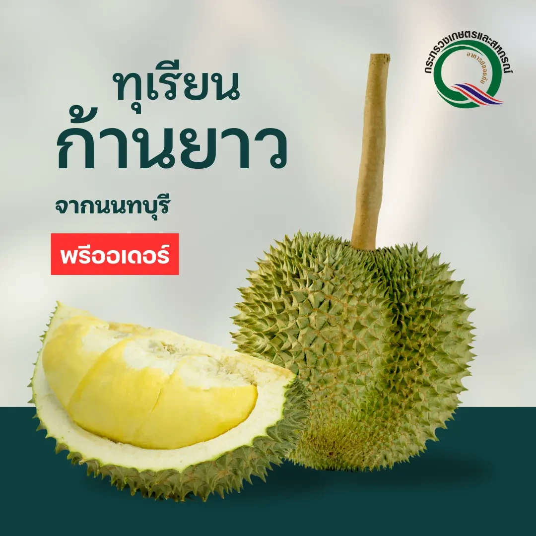[พรีออเดอร์] ทุเรียนก้านยาว เนื้อเนียน จากนนทบุรี