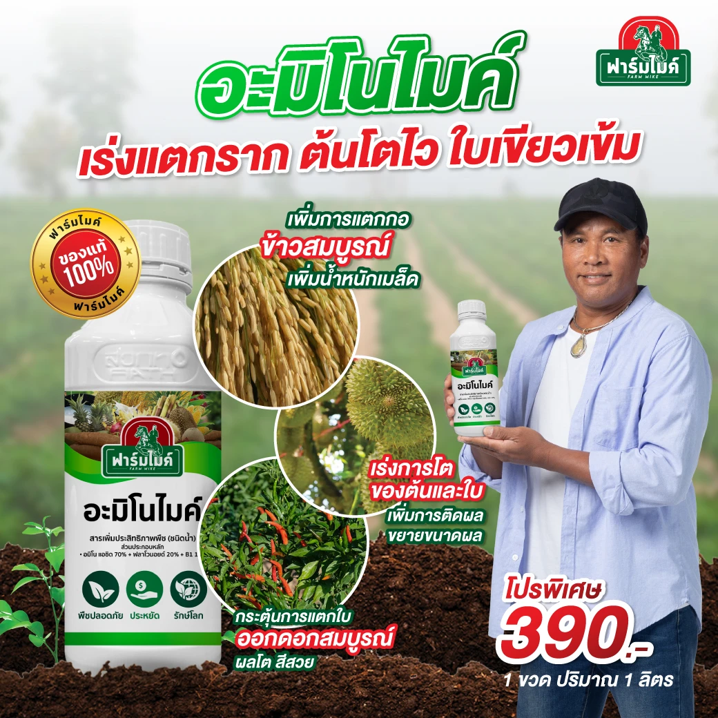 อะมิโนไมค์ 1 ขวด ไมค์ ภิรมย์พร แนะนำ เร่งต้น ใบเขียวไว พืชไม่โทรม ตัวช่วยเพิ่มผลผลิตที่เกษตรกรไว้วางใจ