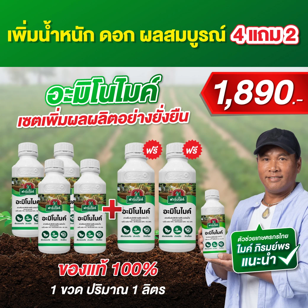 อะมิโนไมค์ 4 ขวด เเถม 2 ขวด ไมค์ ภิรมย์พร แนะนำ เร่งต้น ใบเขียวไว พืชไม่โทรม ตัวช่วยเพิ่มผลผลิตที่เกษตรกรไว้วางใจ